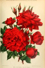 pre-catelan-journaldesroses1909-6
