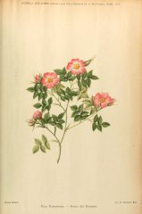 r-dumetorum-rosier-buissons-journaldesroses1911-10