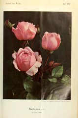 radiance-journaldesroses-1910-5