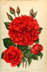 rhea-journaldesroses1909-3