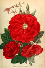 rouge-angevine-journaldesroses-1910-2