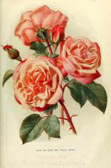 sophia-neate-jdr-1909-2