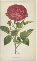 alfred-colomb-jdr-1878