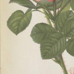 boieldieu-margottin-1882-1