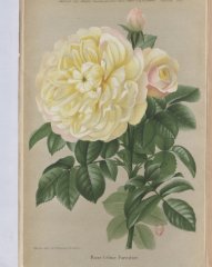 celine-forestier-1880-10-jdr