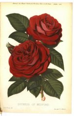 duchess-de-betford-jdr-1879-6