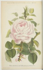 duchesse-de-vallombrosa-jdr1877-8