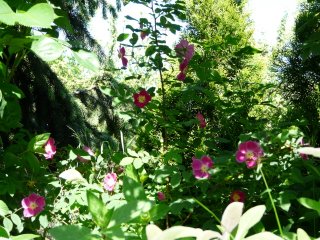 28pendulina-0508-014.jpg