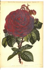 jean-soupert-jdr-1879-9