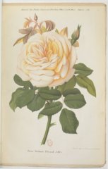madame-berard-jdr-1882-2