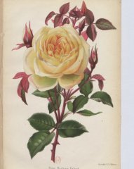 madame-falcot-jdr-1880-6