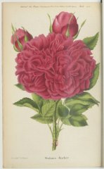 madame-rocher-jdr-1878-8