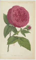 madame-scipion-cochet-jdr-1877