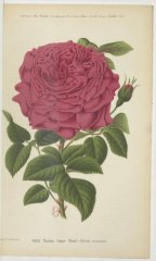 madm-annie-wood-jdr-1877-7