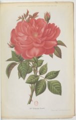 mme-entienne-levet-jdr-1882-4