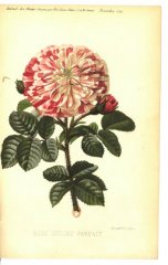 oeillet-parfaite-1879-11