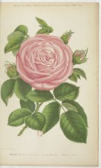peach-blossom-paul-jdr