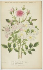 pompon-bourgogne-paquerette-parvula