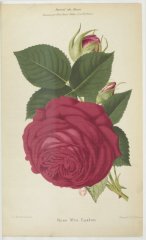 rose-mrs-laxton-jds-1877