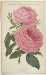 rosy-morn-paul-jdr-1878-1