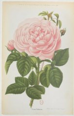 sidonie-jdr-1882-10