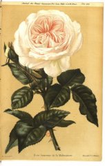 souvenir-de-malmaison-jdr-1879-5