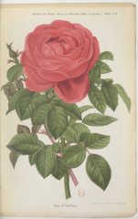star-of-waltham-jdr-1882-3