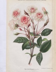 cecile-brunner-1885-2