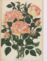 comte-henri-rignon-1888-9