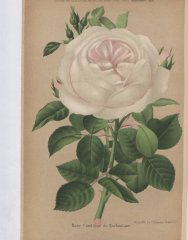 comtesse-de-brabante-1883-9