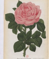 comtesse-de-jaucourt-1883-1