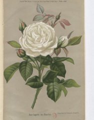coquettes-des-blanches-1885-6
