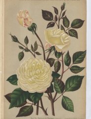 duchess-de-bragance-1887-1