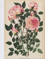 edmond-sablayroles-1888-10