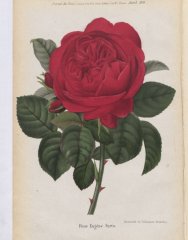 eugene-furts-1883-4