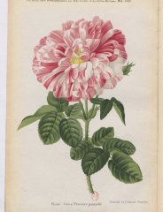 gros-provins-panachee-1886-5