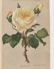 jean-pernet-1883-12