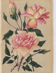 luciole-guillot-1887-4