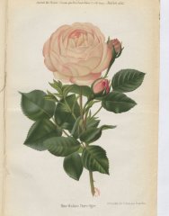 mdame-pierre-oger-1884-7