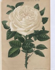 merveille-de-lyon-1885-3