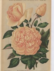mme-chauvry-1886-12
