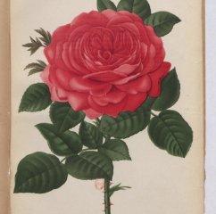 mme-prosper-laugier-1884-7