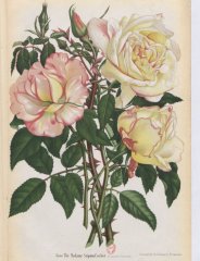 mme-scipion-cochet-1886-9