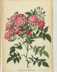mmle-blanche-rebatel-1889-2