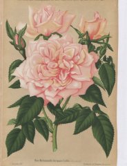 mmle-germaine-caillot-1887-11