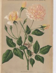 perle-dor-1887-9