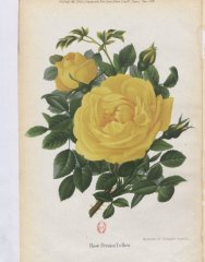persian-yellow-1883-3