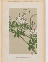 r-multiflora-rosa-du-japon-1886-5