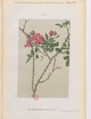 r-multiflora-rosa-du-japon-41886-7