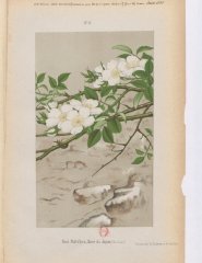 r-multiflora-rosa-du-japon2-1886-5